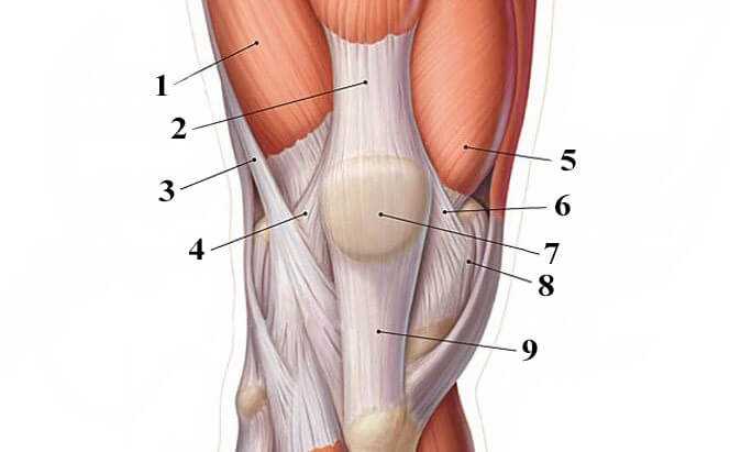 Инструментальные методы диагностики привычного вывиха коленного сустава
