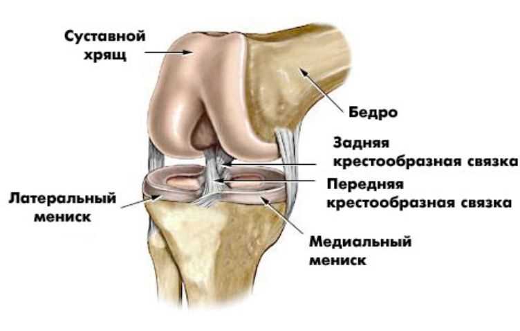 Медиальный мениск коленного